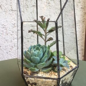 Terrario Hexagonal